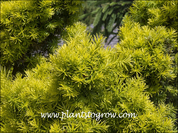 I have seen a few bright yellow foliage Yew's, but this was by far the brightest.
